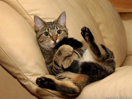 playful, cat, tail, recline, relax copyright Bill Frymire Nov 2003