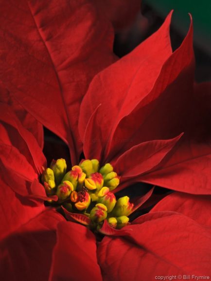 Poinsettia plant flower close-up