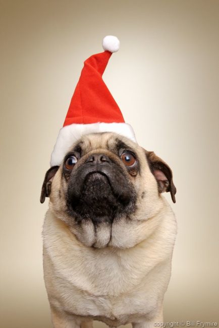 Pug Dog with Santa hat. copyright 2005 Bill Frymire