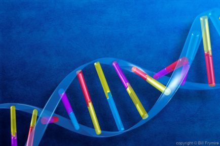 Double Helix DNA strand. copyright Bill Frymire May 2005