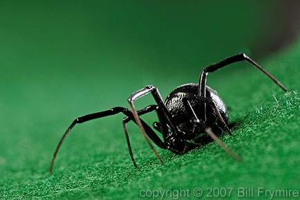 black widow spider