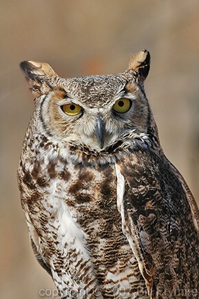 great horned owl adult