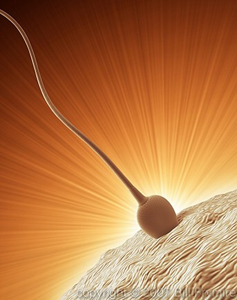 human ovum being fertilized