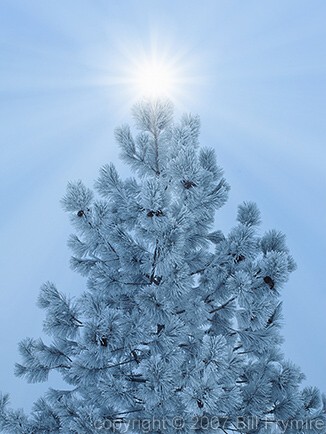Ponderosa Pine with Hoar Frost