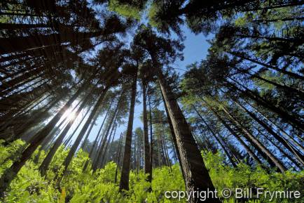 looking up through trees